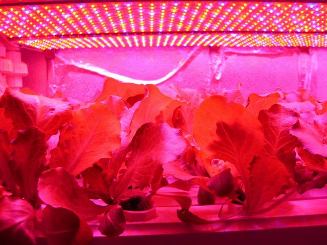 led灯光代替阳光植物光合作用(led灯光代替阳光植物光合作用是什么)