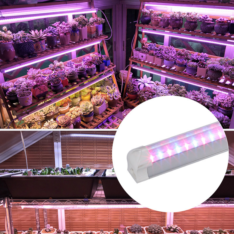 led灯光对植物的影响(led灯照射植物是否有效)